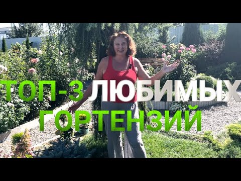 Видео: ТОП-3 САМЫХ ЛУЧШИХ ГОРТЕНЗИИ В МОЕМ САДУ | Эти гортензии самые неприхотливые и любимые сорта