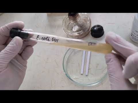 Видео: Тест на оксидазу (фермент цитохромоксидаза)