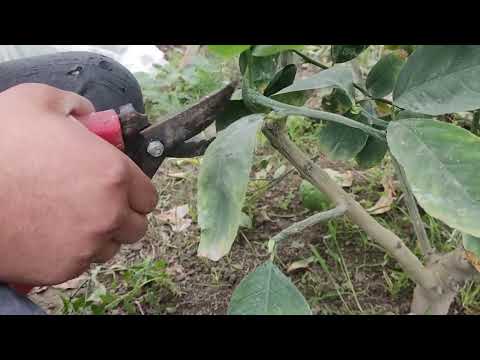 Видео: Лимон обрезка  ва яна уша новда турлари ва хосилни оширадиган сирлар гаплашамиз.