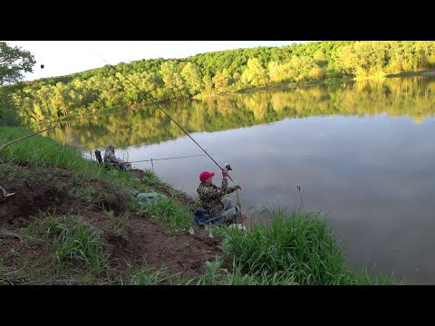 Видео: Рыбалка на Белой 2022. Ловля КРУПНОЙ рыбы на поплавочную удочку и фидер!!!
