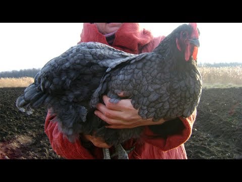 Видео: Огромные куры Джерсийский гигант. Размер на разных этапах.
