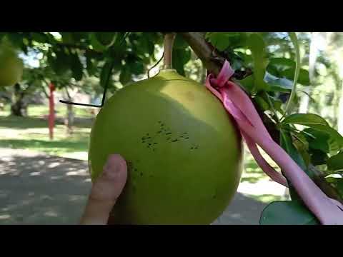 Видео: Что посмотреть в Нячанге – водопады Янг Бэй и парк