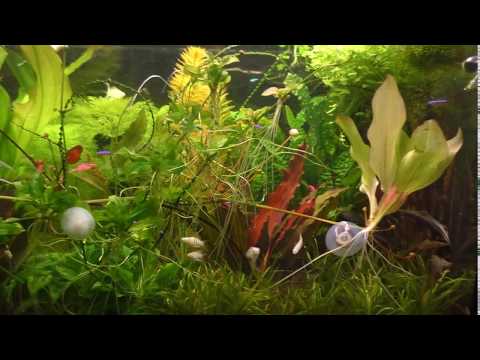 Видео: 🔵 ЛЕЧЕНИЕ МАНКИ (ИХТИОФТИРИОЗА) В АКВАРИУМЕ ДЕЛАГИЛОМ.