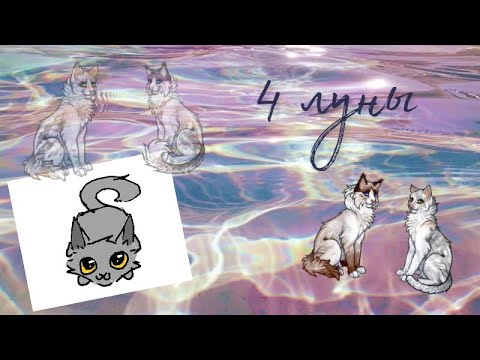 Видео: Новому персу 4 луны | CatWar