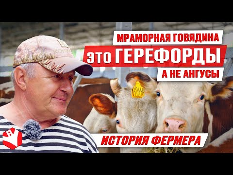 Видео: Мраморная говядина | Герефорды | Содержание и откорм бычков | Мясное скотоводство