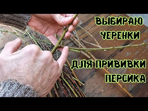 Видео: Где я беру черенки для прививки, как отобрать хороший привой персика, зачем прививать деревья дома.