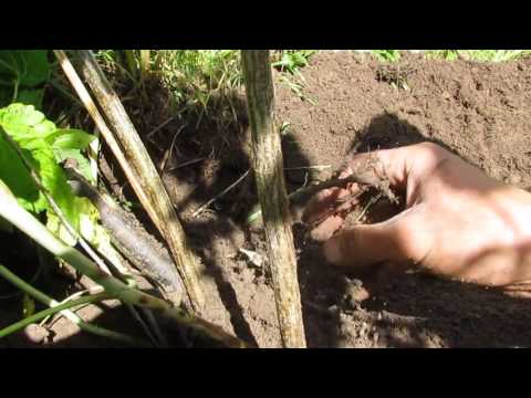 Видео: Пересадка черной смородины летом