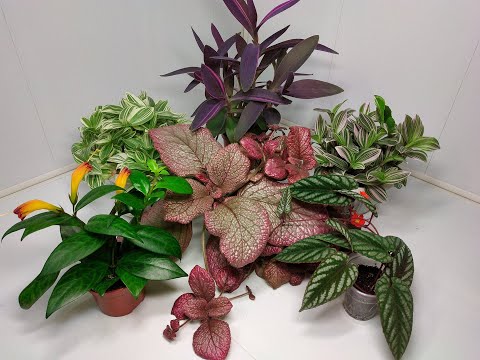 Видео: Растения едут в новый дом #31