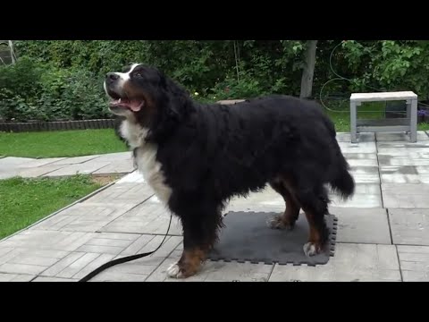 Видео: Догтренинг 494. Безупречный бернский зенненхунд Лёва