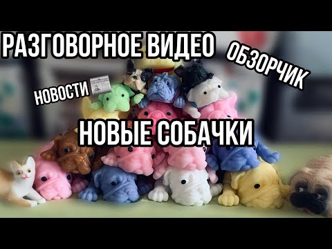 Видео: Разговорное видео😋 НОВЫЕ СКВИШИ СОБАЧКИ, Новости 🗞