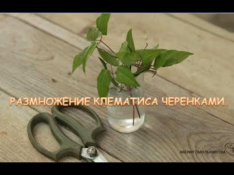 Видео: Размножение клематиса черенками .