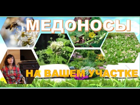 Видео: Куда летят пчёлы на вашем участке?