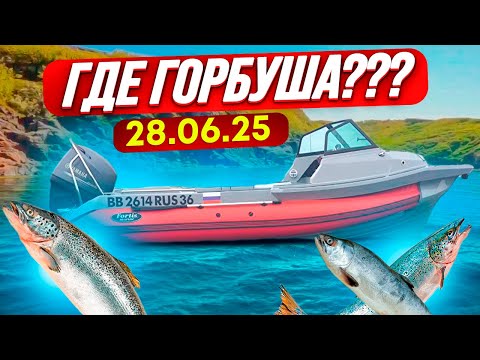 Видео: ГДЕ горбуша 28 06 25г.