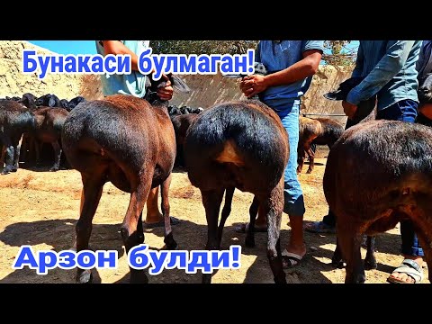 Видео: Бепулга бир дона куй! Куйлар сотилиб кетган.