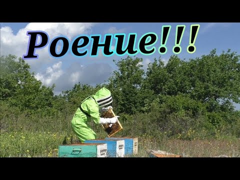 Видео: Увеличение пасеки за счет Роения! Естественное размножение пчел