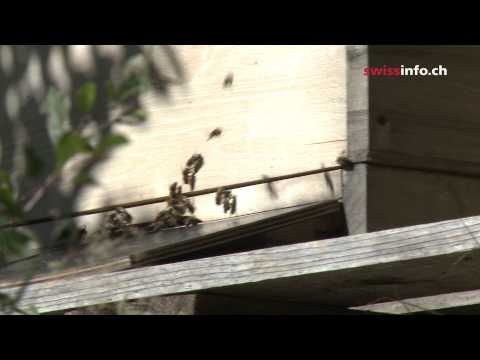 Видео: Пермакультура: опыт швейцарских фермеров