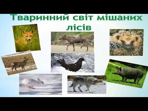 Видео: Подорожуємо зонами мішаних і широколистих лісів 4 клас
