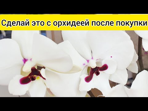Видео: Важный уход за орхидеей после покупки / Обработка орхидеи от вредителей