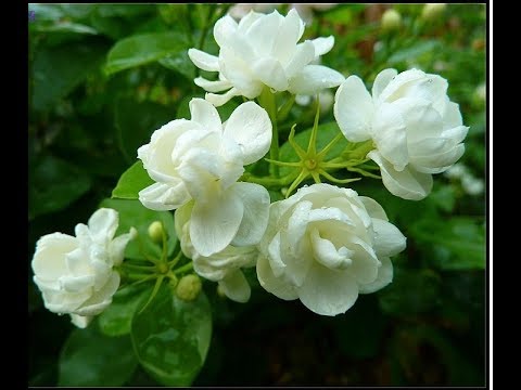 Видео: Красивый цветок из зефирной глины от Анны Горбуновой