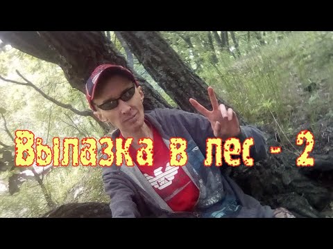 Видео: Вылазка в лес - 2 🏞️🔥🍢🇷🇺 #лес #вылазка #пикник #сосиски