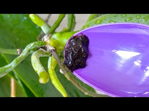 Видео: 1 ГРАММ орхидеи ЭТОГО! корни ДЫБОМ, листья ДРУГИЕ! орхидеи РАДЫ! МАГНИТ корней!