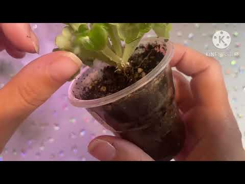 Видео: Распаковка посылки с мини фиалками.