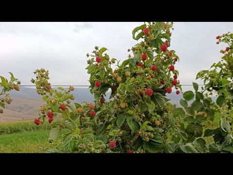 Видео: #шпалера #Малина #маравилла #сортовые  #ягода #аксы 0227102222