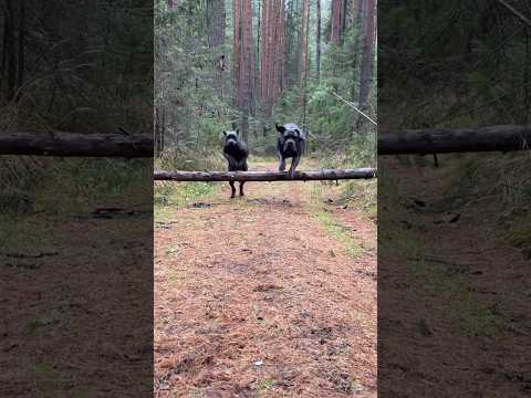 Видео: Мама с дочей🤩 #канекорсо #canecorso #суперсобака #puppy #canecorsolove #собака #doglife