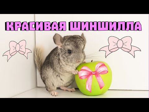 Видео: Что такое красивая шиншилла? | Как мы выбраковываем шиншилл?