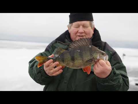 Видео: Зимняя рыбалка на просторах Онежского озера. Ловля окуня, налима, сига. База “Форпост Онега”.