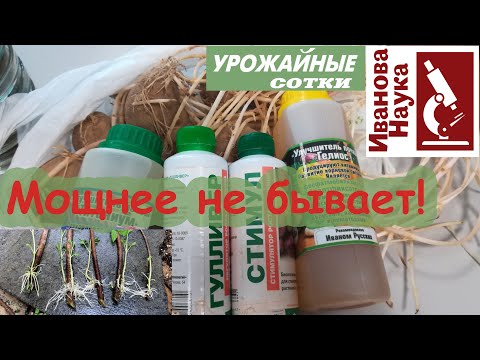 Видео: Всё в корнях! Самые мощные стимуляторы: от покупных до домашних.
