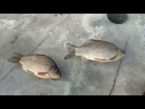 Видео: Вот такие караси в конце февраля