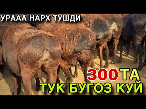 Видео: УРААА НАРХ ТУШДИ! 320 ТА ТУК БУГОЗ КУЙ! БОЗОР БОРИШ ШАРТМАС! 