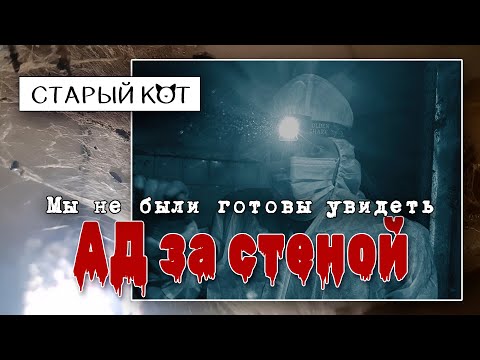 Видео: Коты ели тараканов, чтобы выжить (Осторожно! Тяжелые кадры)