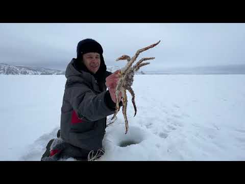 Видео: Не густо, но и не пусто / Магаданская разноКРАБица