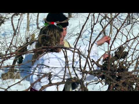 Видео: 13 Трифон зарезан обичаи BG DIKTOR VER4