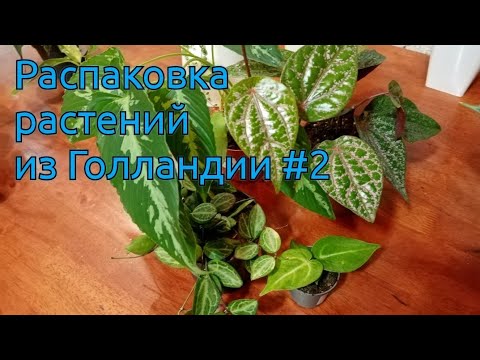 Видео: Распаковка растений из Голландии. Шизматоглотис, перец Орнатум, дисхидия, антуриум.