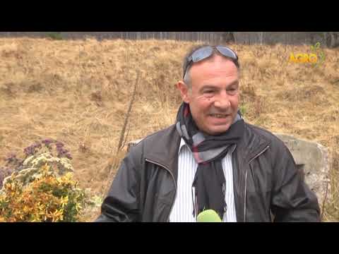 Видео: Говори България: Ил Дьо франс и традиционни млечни породи, автор Ваня Манолова