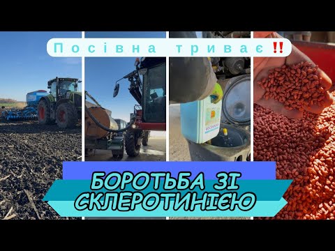 Видео: Експеримент довжиною в півтори роки… боремось зі склеротинією💪