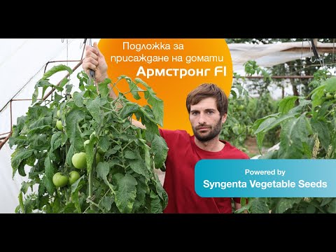 Видео: Присаждане на домати: Опитът на Калоян Цонев с хибридната подложка Армстронг