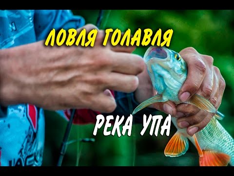 Видео: Ловля голавля в Тульской области. Река Упа.