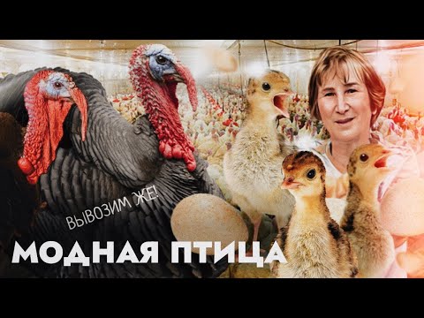 Видео: Модная птица