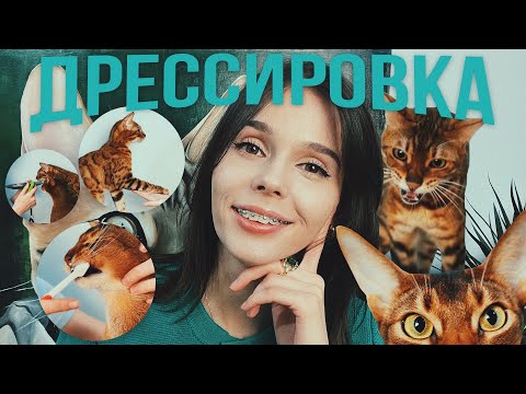 Видео: НАУЧИТЬ КОТА ЧЕМУ УГОДНО / ДРЕССИРОВКА БЕНГАЛЬСКОГО И АБИССИНСКОГО КОТОВ