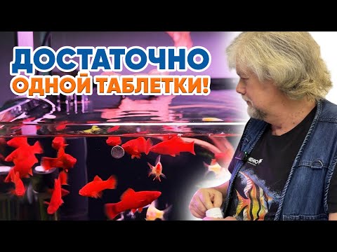 Видео: Аквариумные новости с Владимиром Ковалёвым (31.01.2025). Достаточно одной таблетки!