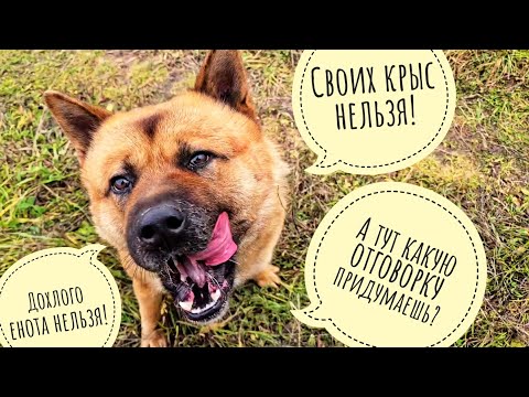 Видео: Искали с Псом Кубиком грибы, а нашли мясы. Прогулка по осеннему лесу с грибами 
