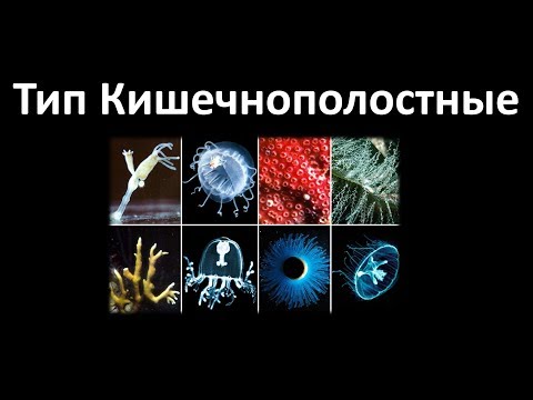 Видео: 5. Кишечнополостные (7 класс) - биология, подготовка к ЕГЭ и ОГЭ 2019