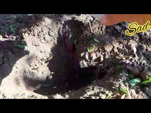 Видео: Осенняя подкормка плодовых деревьев.