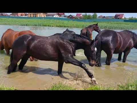 Видео: Табун гуляет и купается в пруду