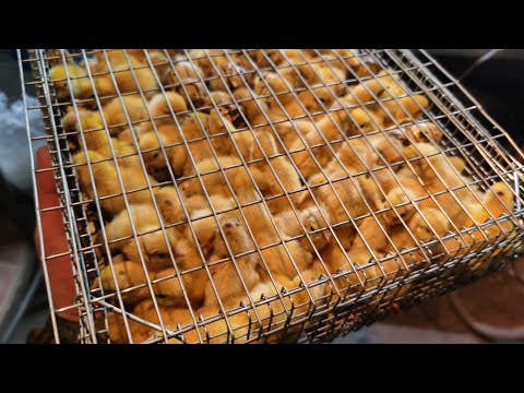 Видео: Вылупление перепелов Космос!!Новый инкубатор NBF,  Нет слов👍👍👍👍👍 Оплод яиц шикарный!!!!!!!