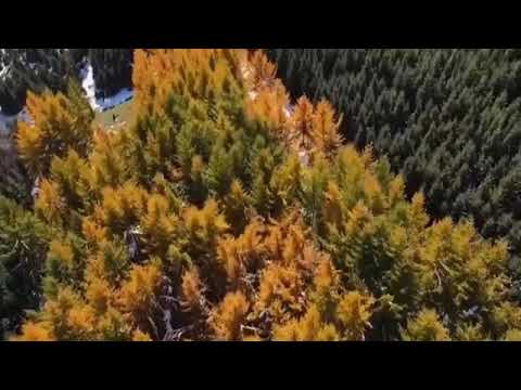 Видео: ШЕКАРА. ҰШҚЫН ЖАМАЛБЕК ҰЛЫ